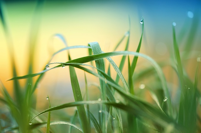 lawn-care-640x480-11447781.jpeg