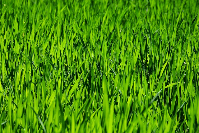 lawn-care-640x480-77562494.jpeg