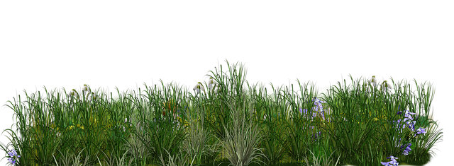 lawn-care-640x480-68231560.png