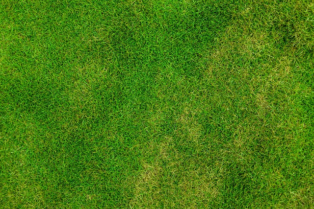 Lawn Care