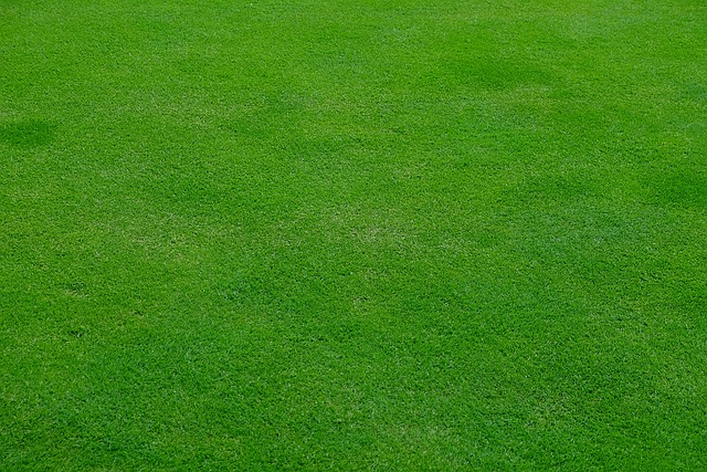 lawn-care-640x480-48231896.jpeg