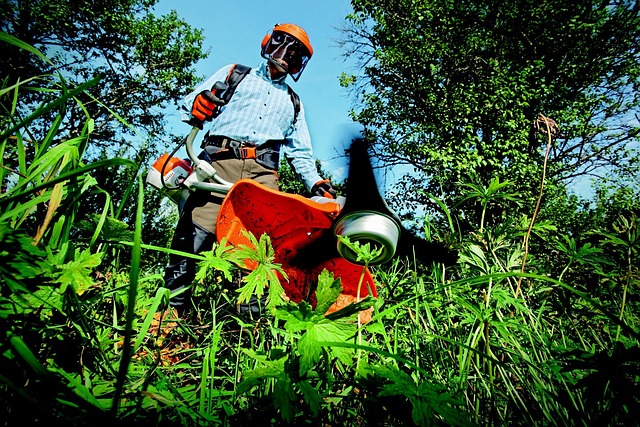 lawn-care-640x480-38831970.jpeg